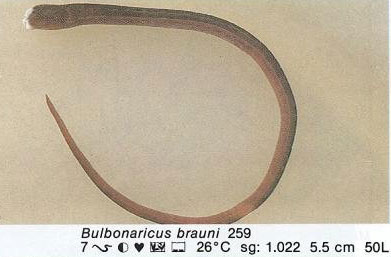 Bulbonaricus brauni